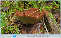 0_fc4c3_356c2ac6_orig.png