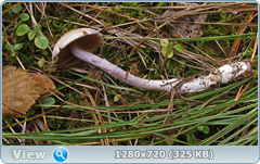 0_f3350_e46e96b9_orig.png