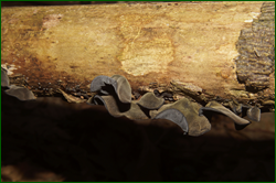 0_e037a_a958db21_orig.png