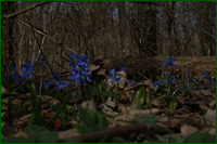 0_e0c7d_38dbea78_orig.png