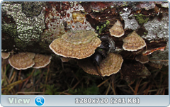 0_fc57d_4b66f700_orig.png