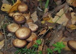 0_9aecf_281b2555_M.jpg