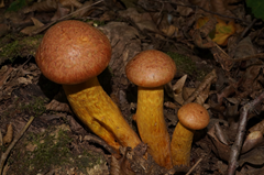 0_d8a80_6960b381_orig.png