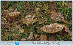 0_f5010_41b98338_orig.png