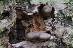 0_112b36_85979545_orig.png
