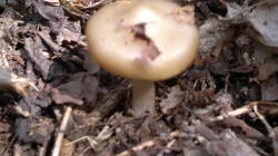 0_92d8e_51c32839_L.jpg.jpg