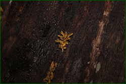 0_d952b_5cc95866_orig.png