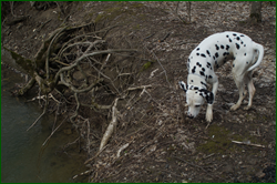 0_e03a8_95936481_orig.png