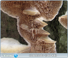 0_101308_85a135ea_orig.png