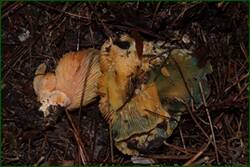0_f2215_6d9ca634_orig.jpg