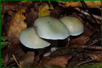 0_d9e31_54c28989_orig.png
