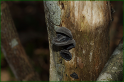 0_e0228_a1c56a90_orig.png
