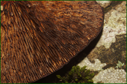 0_e0384_42a40be0_orig.png