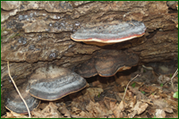 0_e0cb5_f6489057_orig.png