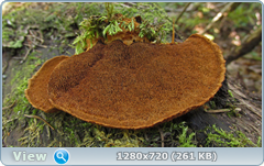 0_fc310_39a1807b_orig.png