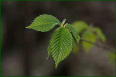0_e135f_992bf24d_orig.png