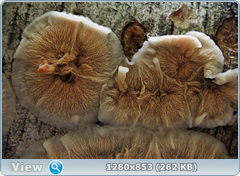 0_100bb9_817a4137_orig.png