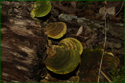 0_e034e_4176391e_orig.png