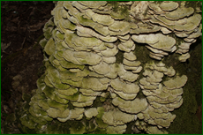 0_e132f_95dd4306_orig.png
