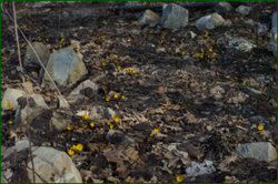 0_e0218_a6674829_orig.png