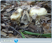 0_130d96_47305c7a_orig.png