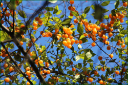 0_110764_51488b23_orig.png