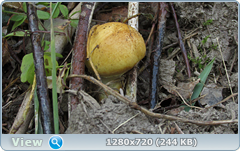 0_ef343_656abe7_orig.png