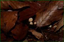 0_d945b_85e4308a_orig.png