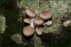 0_d94df_9306e822_orig.png