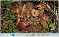 0_eacc8_50c02cf4_orig.png