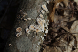 0_e02b0_3d62d303_orig.png