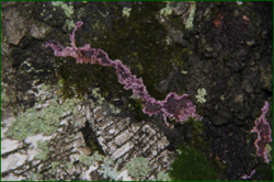 0_116d33_f11d38eb_orig.png