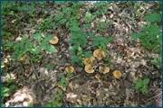 0_d3246_13e093b3_orig.jpg