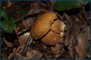 0_d2430_f44efd21_orig.jpg