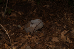 0_d9707_5fa9709d_orig.png