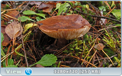 0_f2768_e3d965e_orig.png