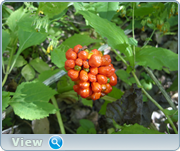 0_130bb3_361a31d9_orig.png