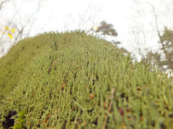 0_a1c2f_92ac4365_M.jpg