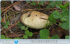 0_e9782_6385f4aa_orig.png