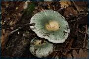 0_d23a6_11a4cfee_orig.jpg