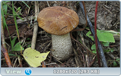 0_fb7fd_c954df08_orig.png