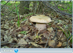 0_102bfe_63d742d5_orig.png