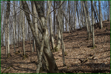 0_e1361_88b3df2c_orig.png