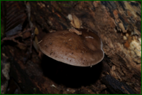 0_da015_a8f4dc7b_orig.png