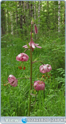 0_e7849_edaa4bd7_orig.png