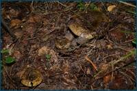 0_d5e07_6cbe921a_orig.jpg
