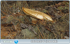 0_e7820_5aef0cb8_orig.png