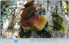 0_ea8eb_f2af4380_orig.png