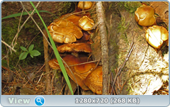 0_e6b8b_40cd9ccb_orig.png