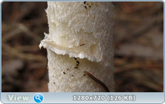 0_eab25_155c55c9_orig.png
